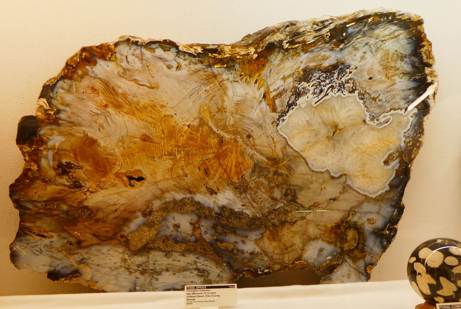 Paleontology 101 Petrified Wood from Nevada (Photo Diary)